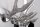 Portemanteau mural aspect bois de cerf aluminium 50 cm en argent