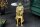 Table dappoint ronde Ø 45 cm travail manuel lion en or