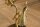 Table dappoint artisanale paon en or Ø 45 cm rond