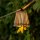 Guirlande lumineuse LED avec fiche 5m IP44 2200K Bambou Outdoor