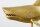 Deko Statue Metall Hai Fisch in Gold 68 cm lang Handarbeit