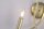 Wandleuchte Zugschalter Glas Metall Messing E14 B:30 cm